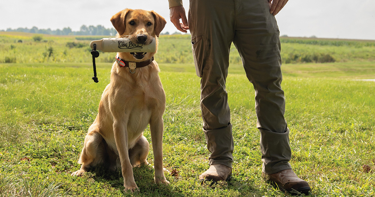 Hunting dog hot sale products